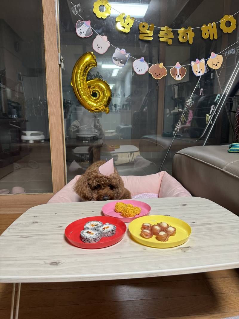 [잡담] 오늘 우리 강아지 생일이야!!! | 인스티즈