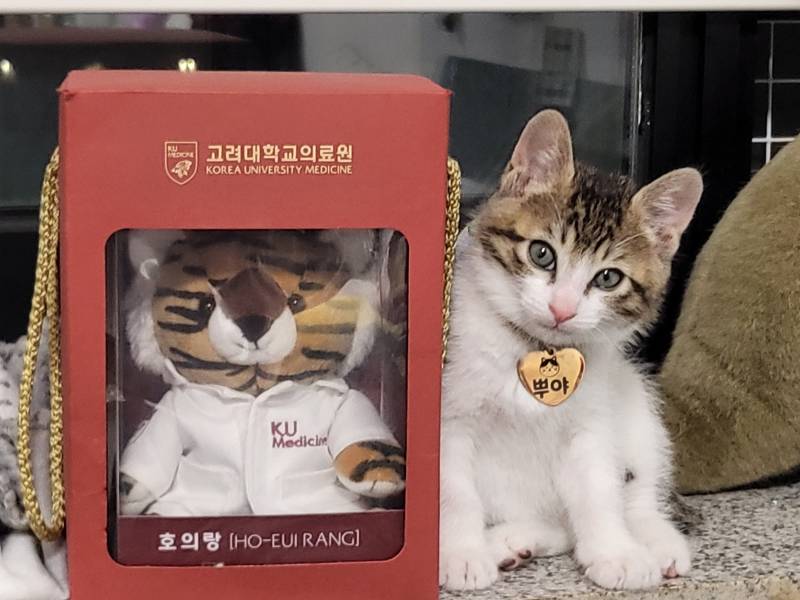 [잡담] 우리아빠가 고양이 크면 역변한다했는데 | 인스티즈