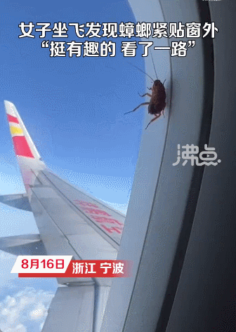 [잡담] 미친 바퀴벌레 쉑 비행기에 붙어온대 (ㅎㅇㅈㅇ 움짤있음) | 인스티즈