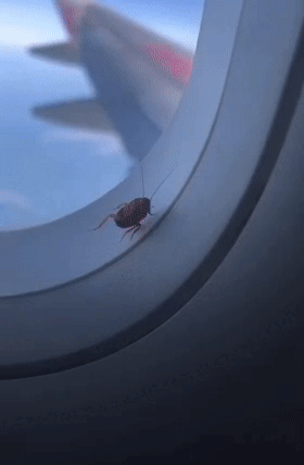 [잡담] 미친 바퀴벌레 쉑 비행기에 붙어온대 (ㅎㅇㅈㅇ 움짤있음) | 인스티즈