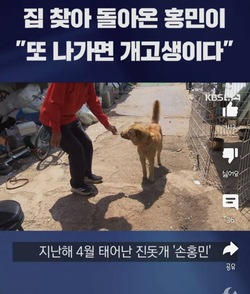 [잡담] 아놔 완전 똑똑해ㅜㅜ진돗개 "손홍민"군?양?... | 인스티즈