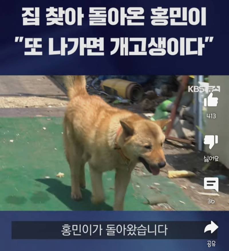 [잡담] 아놔 완전 똑똑해ㅜㅜ진돗개 "손홍민"군?양?... | 인스티즈