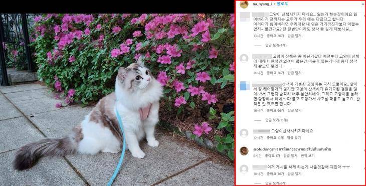 NCT 재민, 고양이 산책→펫샵 입양 의혹…비판 댓글 쇄도 | 인스티즈