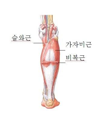 [잡담] 종아리근육이 짧아진다는게 어디 말하는거야?ㅜㅜ | 인스티즈