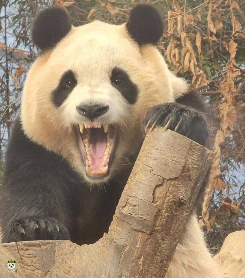 [잡담] 너네 얘랑 싸우면 이길 자신 있어? | 인스티즈