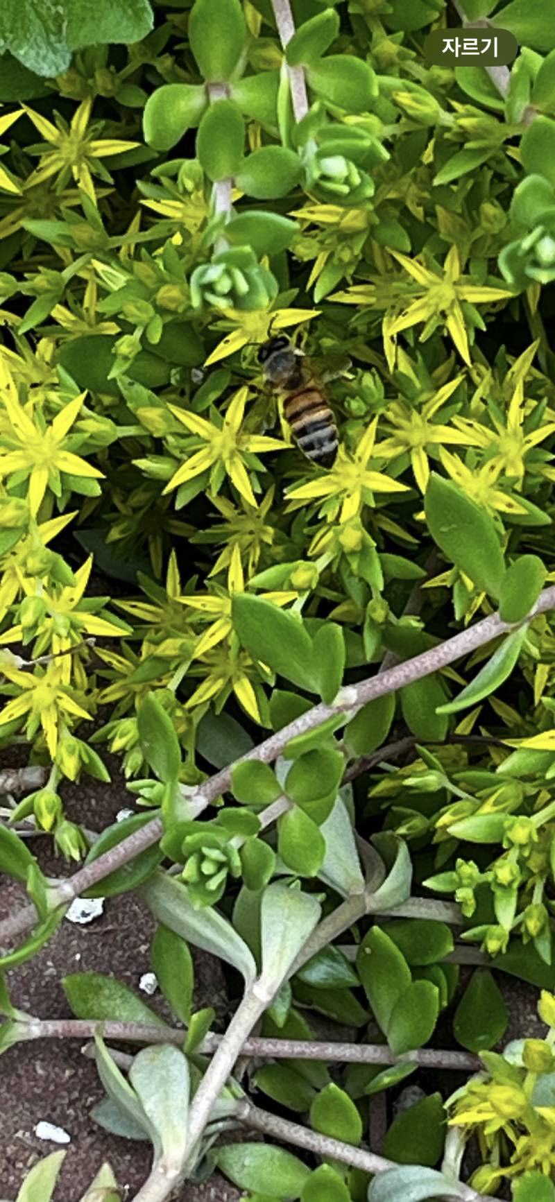 [잡담] 꿀벌 5마리 봄 | 인스티즈