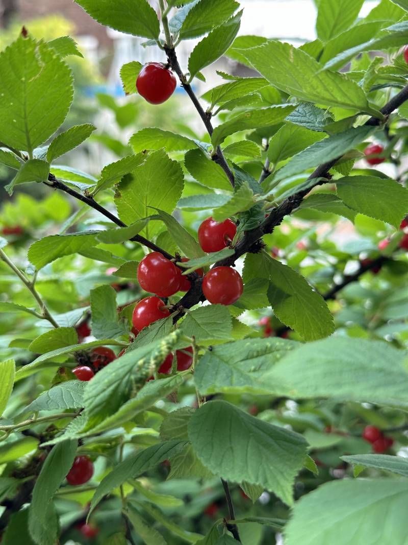 [잡담] 우리집 앵두나무 보고 갈 새램 | 인스티즈