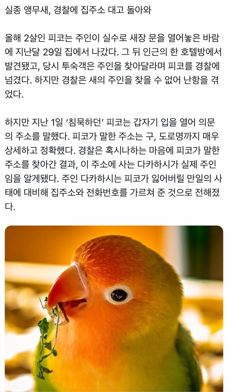 [잡담] 아니 앵무새가 경찰한테 집주소 대고 돌아왔다는거 봤어?ㅋㅋㅋㅋㅋㅋ | 인스티즈