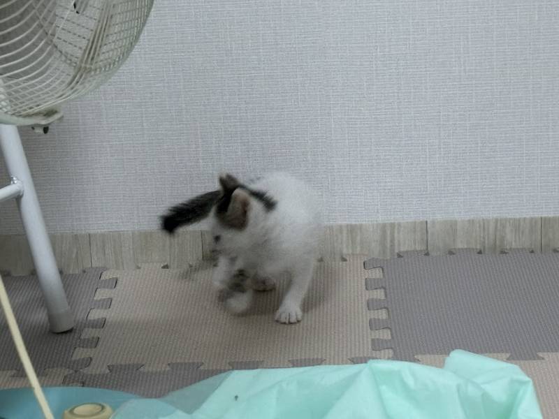 [잡담] 오늘 고양이 입양했어 | 인스티즈