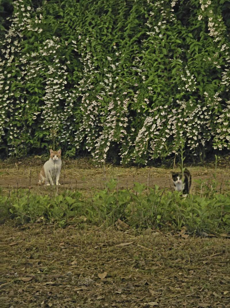 [잡담] 울 동네 길고양이 | 인스티즈