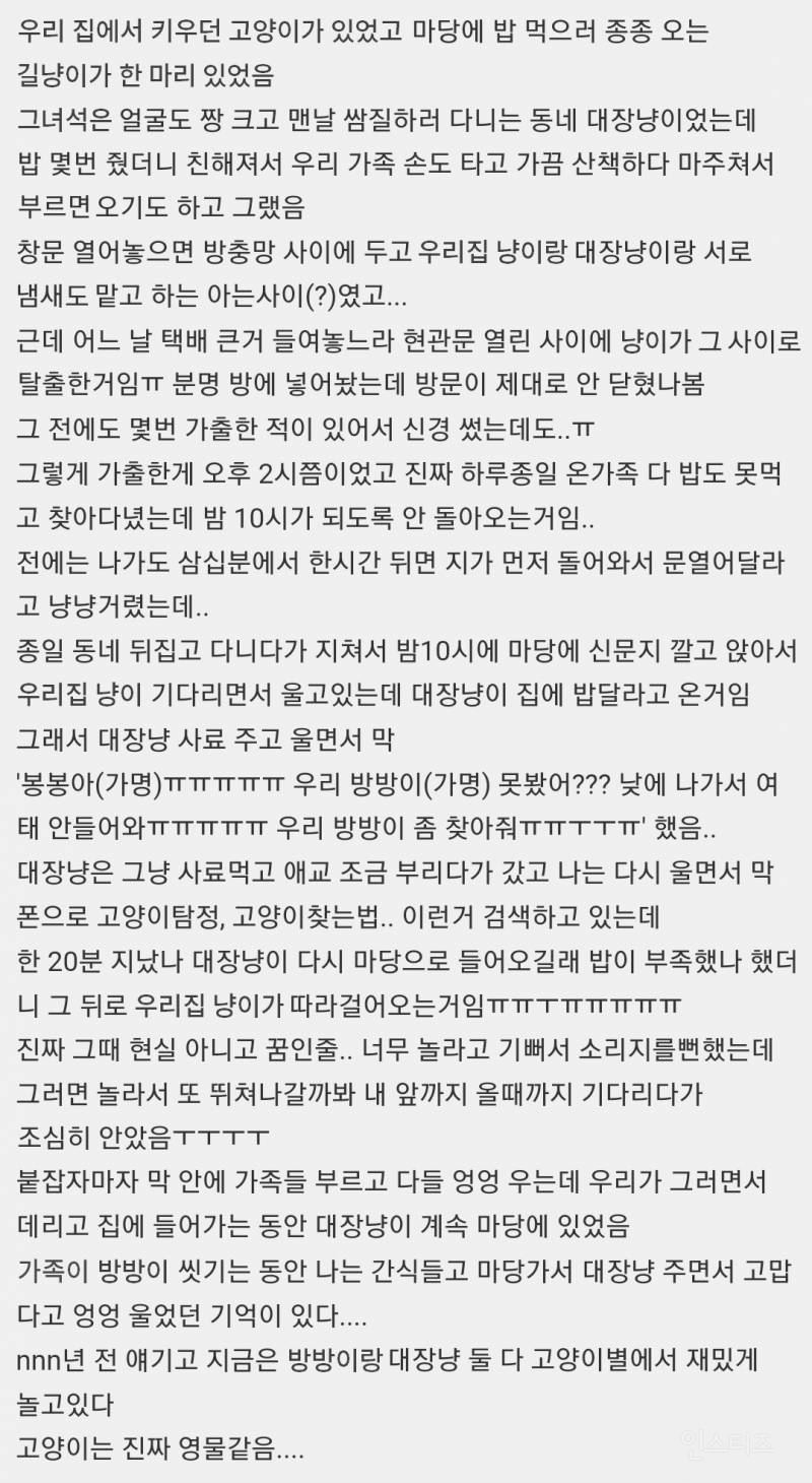 고양이는 영물이 맞는거 같아 | 인스티즈