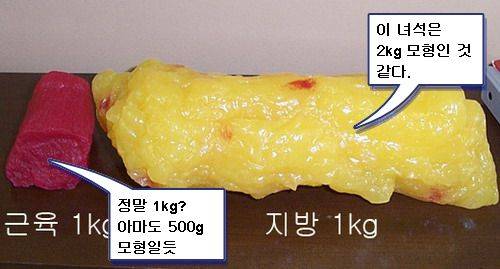 [잡담] 너네 지방 vs 근육 부피 차이 짤의 진실 알아? | 인스티즈