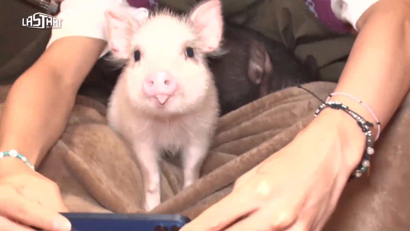 [잡담] 이 돼지 넘 귀엽당 | 인스티즈
