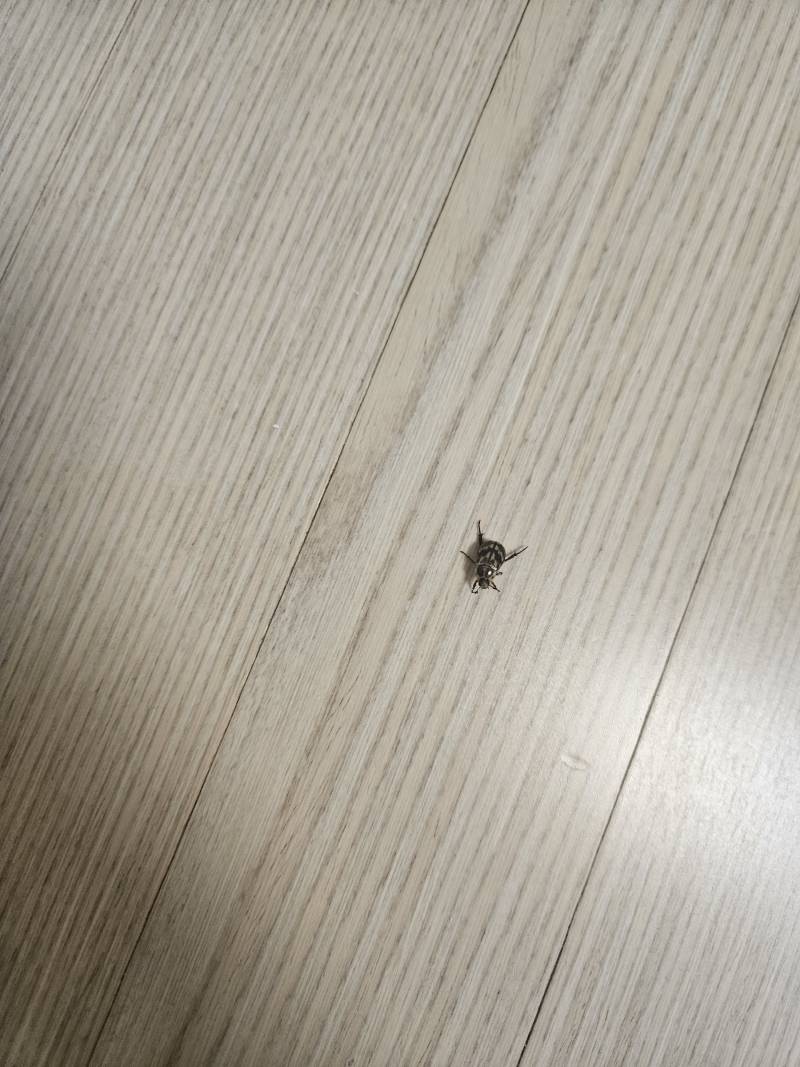 [잡담] 아니 이 벌레 어제 오늘 내 방에서만 3마리 발견했는데 ㅎㅇㅈㅇ | 인스티즈