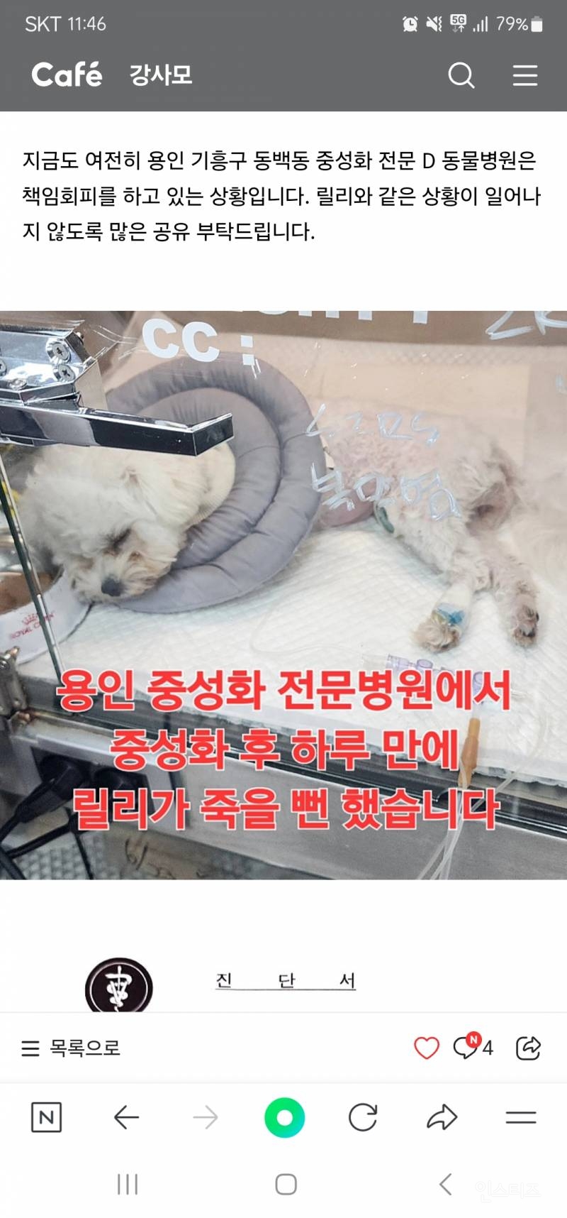 용인 중성화전문병원에서 수술 후 죽을 뻔한 강아지 | 인스티즈