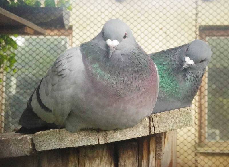 [잡담] 뚱뚱한 비둘기 안아줄 수 있어? | 인스티즈
