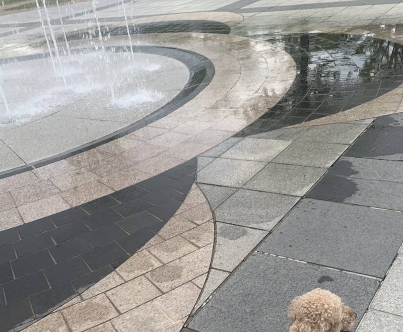 [잡담] 우리 강아지는 물을 싫어해 | 인스티즈