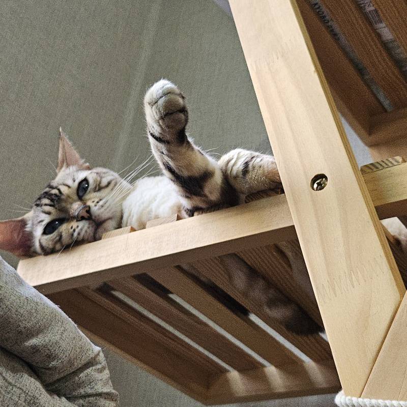[잡담] 세상 편하게 누워있는 고양이 | 인스티즈