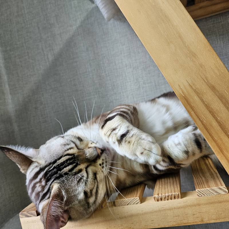 [잡담] 세상 편하게 누워있는 고양이 | 인스티즈