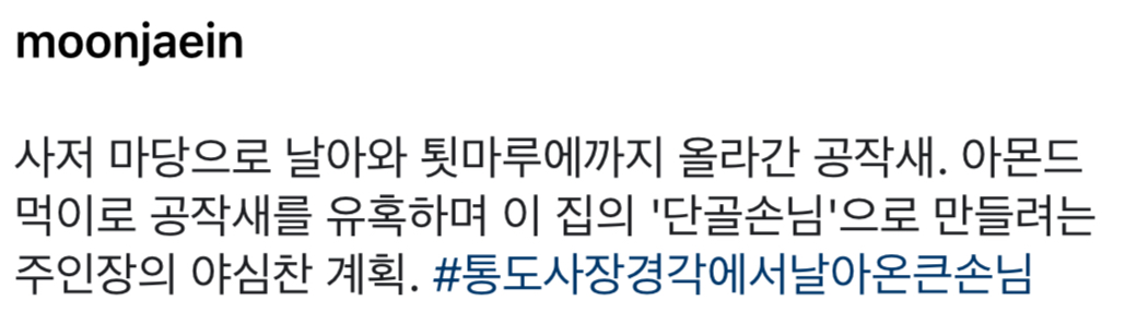 [잡담] 와 문재인전대통령 사저에 공작새 들어왔대 | 인스티즈