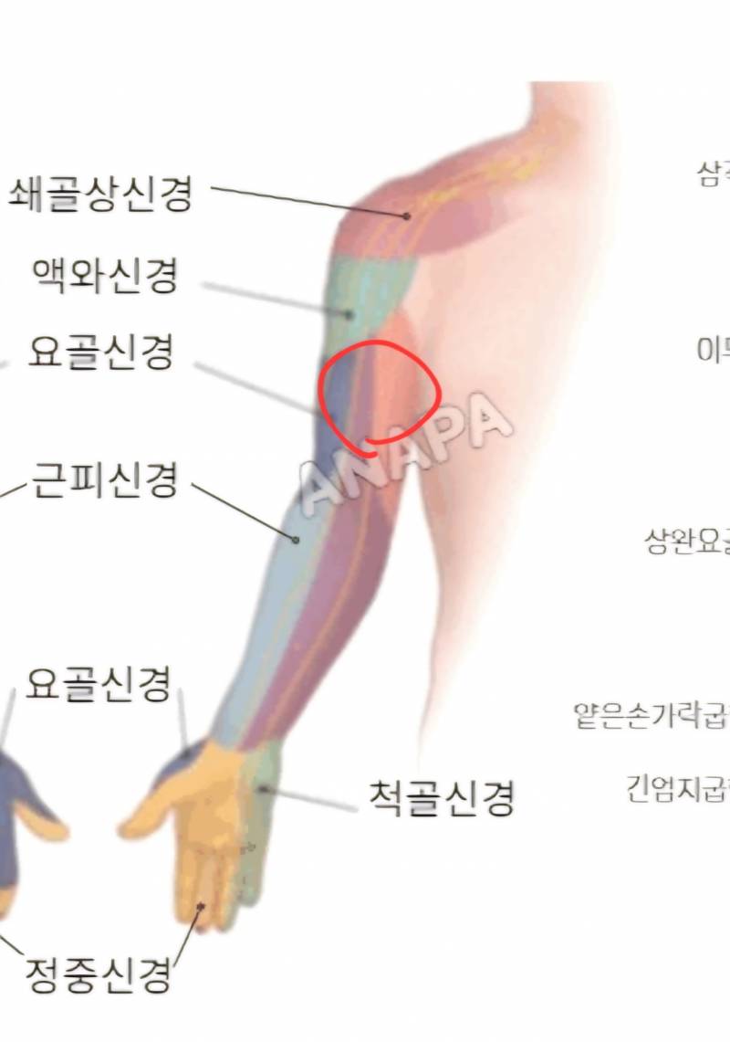 [잡담] 팔 이부분이 개아픈데 그냥 근육통인가? - 인스티즈(instiz) 일상 카테고리