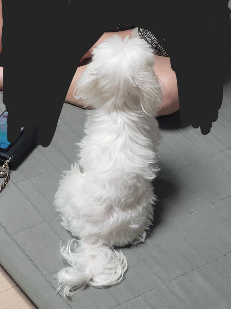 [잡담] 강아지가 자꾸 안아달래 | 인스티즈