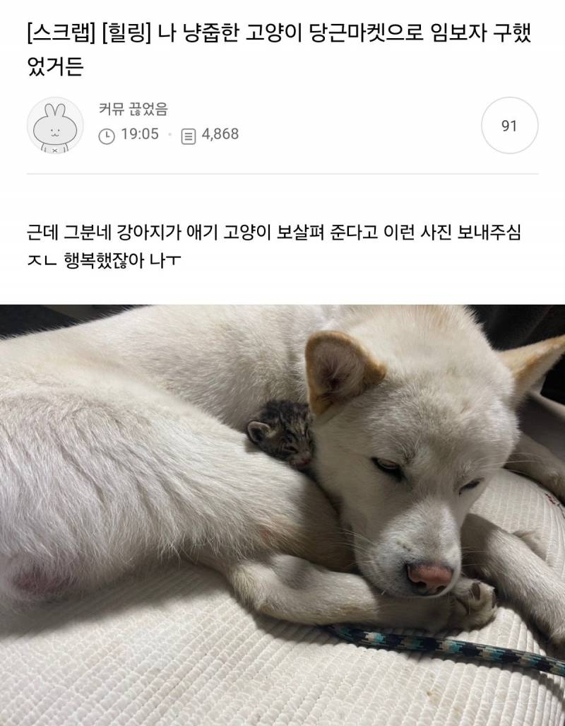 나 냥줍한 고양이 당근마켓으로 임보자 구했었거든 | 인스티즈