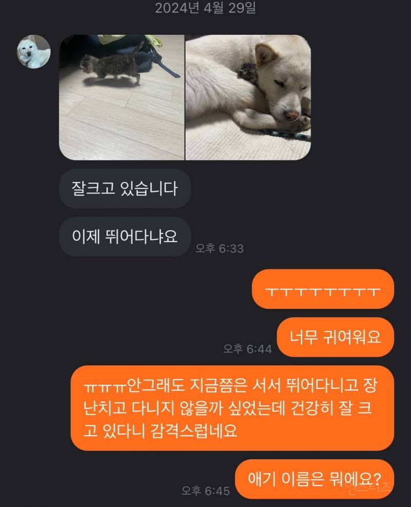 나 냥줍한 고양이 당근마켓으로 임보자 구했었거든 | 인스티즈