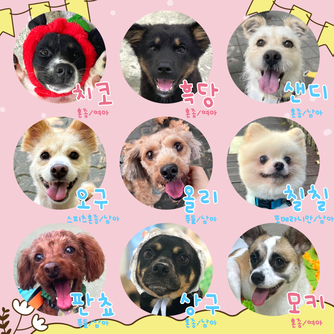 호달달 추운 겨울, 뜨끈말랑 강쥐랑 보내는 방법! 2024 행유세 피한임보 | 인스티즈