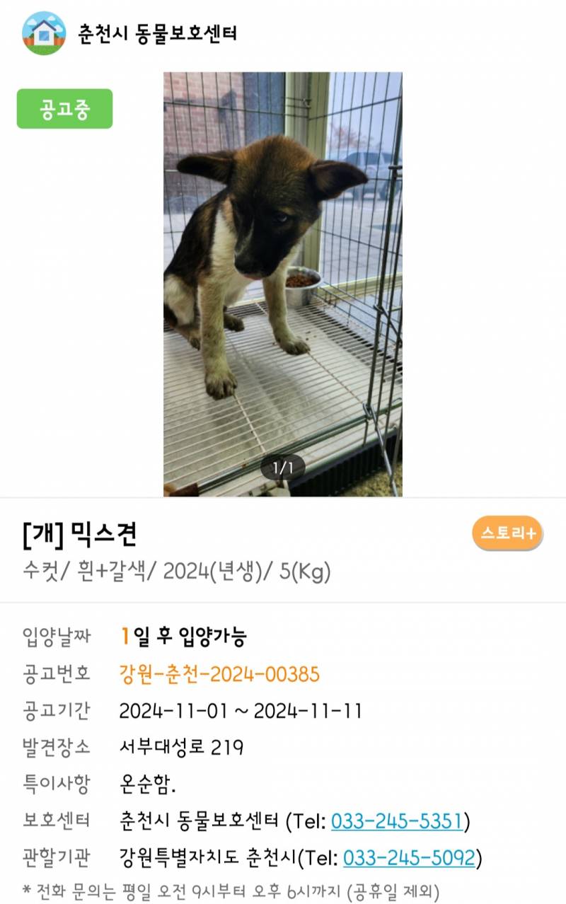 [잡담] 귀염둥이들이 가족을 찾고있어용~.~ | 인스티즈