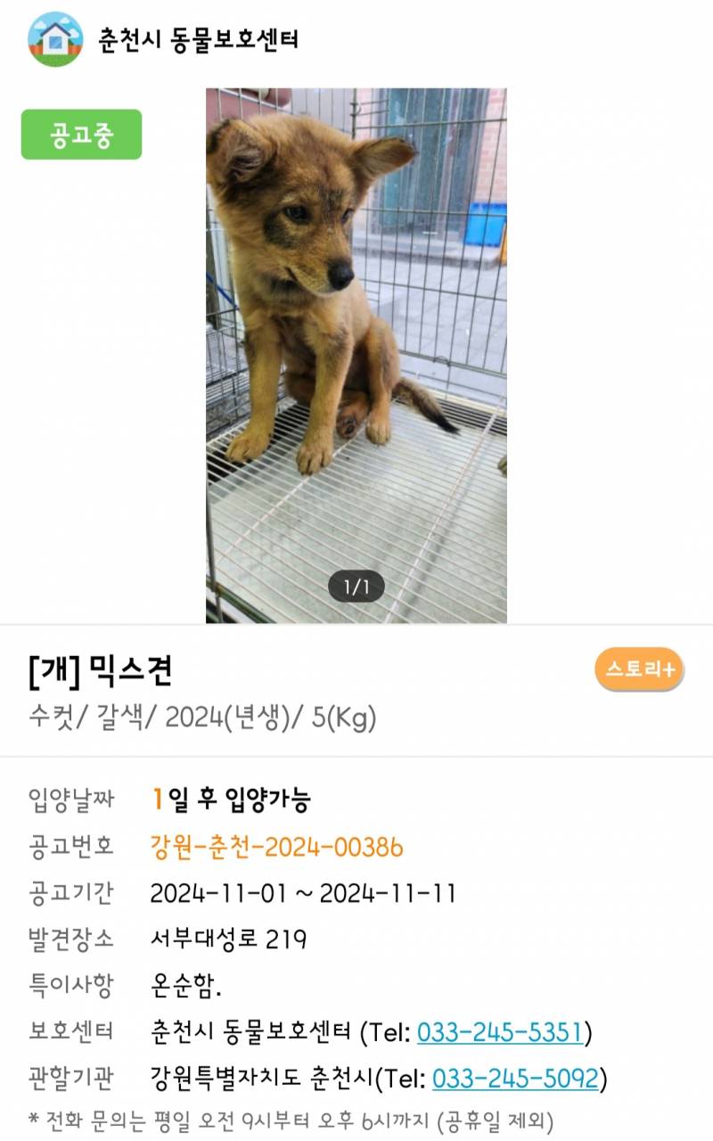 [잡담] 귀염둥이들이 가족을 찾고있어용~.~ | 인스티즈