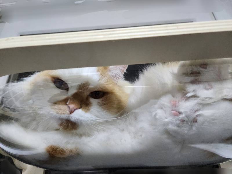 [잡담] 우리 고양이 투명해먹 사줬는데 엄청 좋아해 | 인스티즈