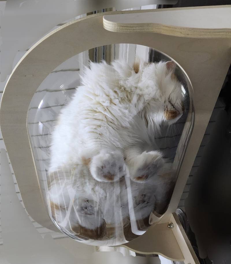 [잡담] 우리 고양이 투명해먹 사줬는데 엄청 좋아해 | 인스티즈