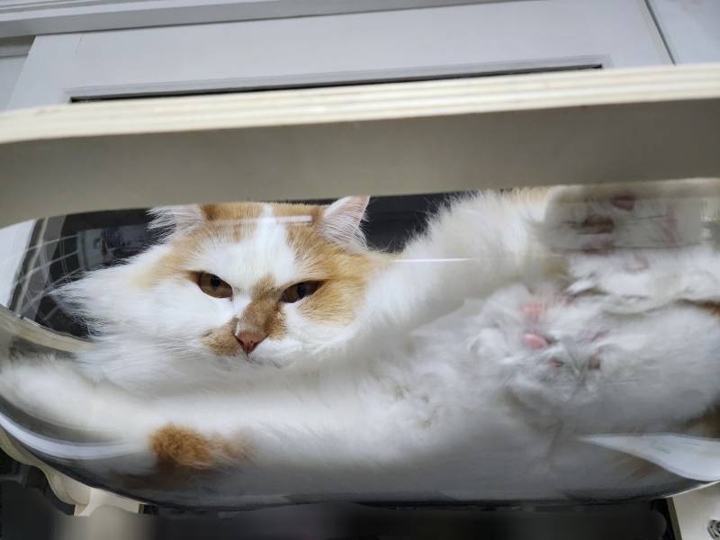 [잡담] 우리 고양이 투명해먹 사줬는데 엄청 좋아해 | 인스티즈