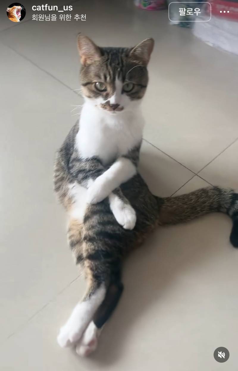 [잡담] 고양이는 진짜 모르겠다 | 인스티즈