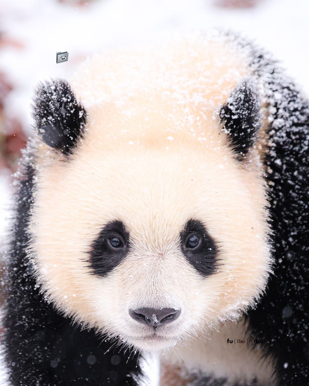 [잡담] 눈 맞는 루이 후이 🐼❄️ | 인스티즈