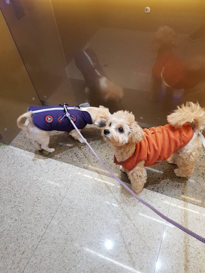 [잡담] 챗지피티가 우리강아지 그려줌 | 인스티즈