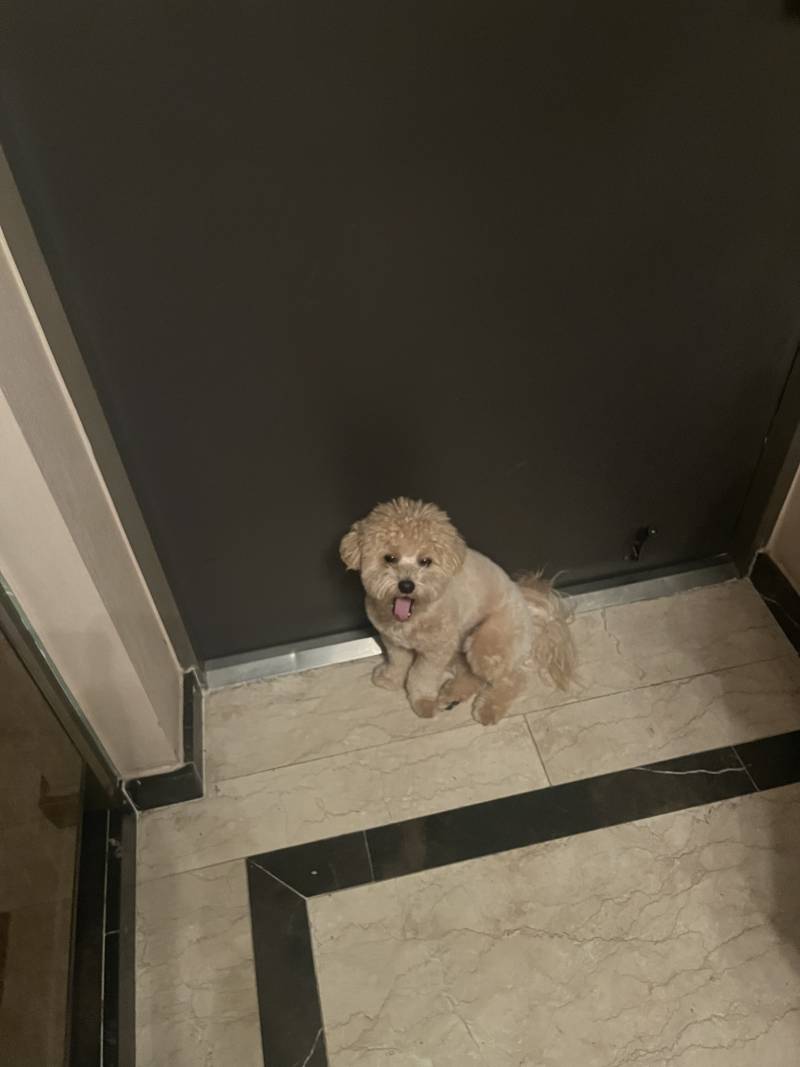 [잡담] +) 우리집 가나디 진짜!! 인형 같지… | 인스티즈