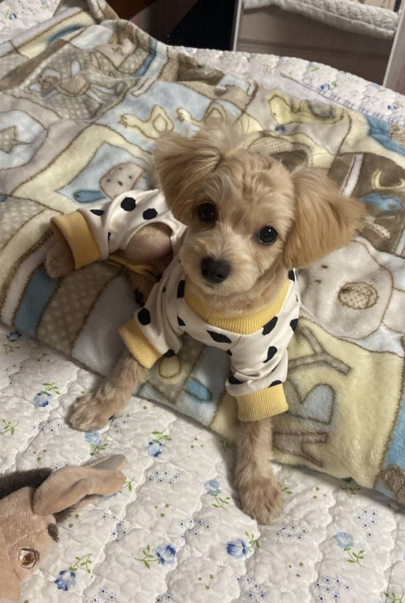 [잡담] +) 우리집 가나디 진짜!! 인형 같지… | 인스티즈