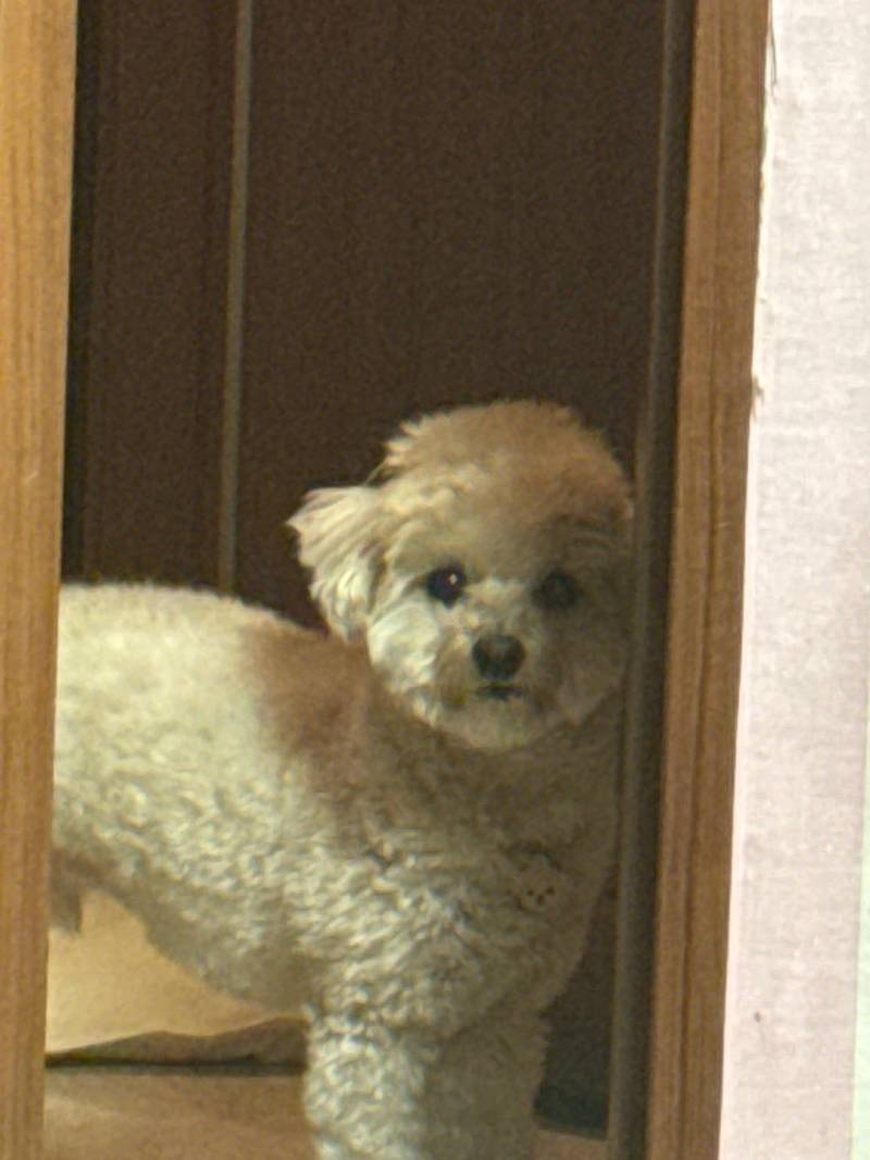 [잡담] +) 우리집 가나디 진짜!! 인형 같지… | 인스티즈
