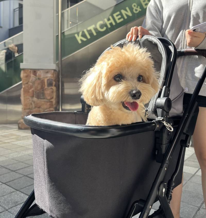 [잡담] +) 우리집 가나디 진짜!! 인형 같지… | 인스티즈