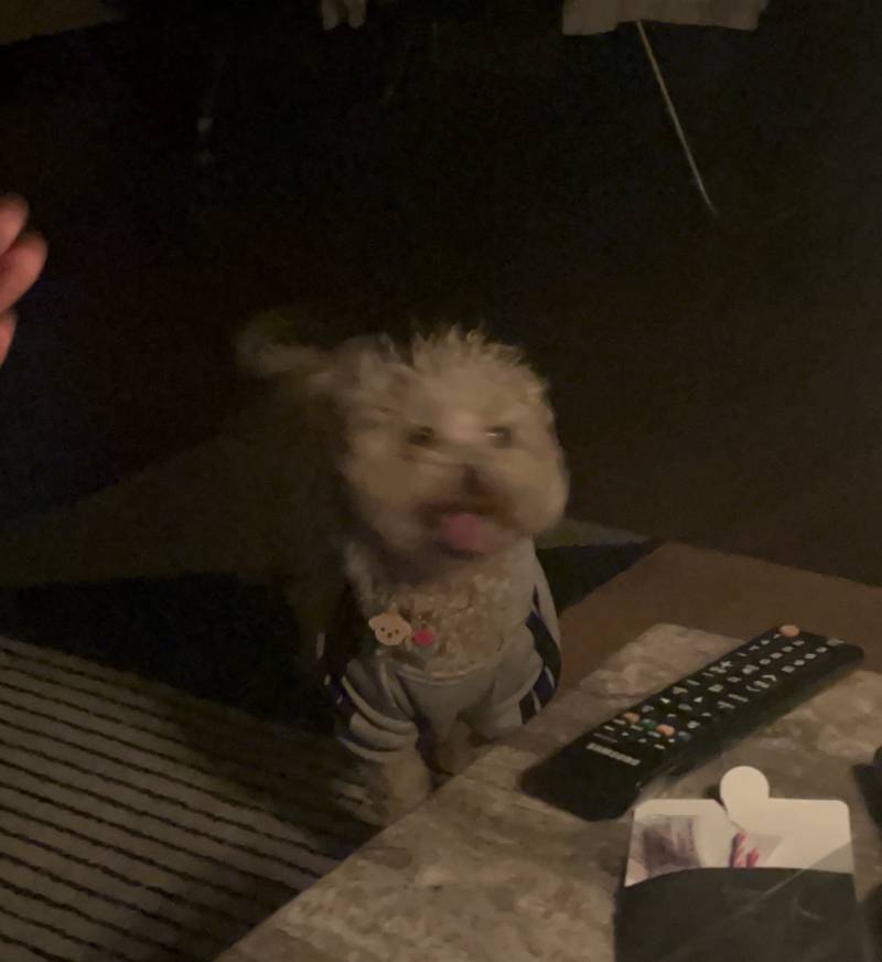 [잡담] +) 우리집 가나디 진짜!! 인형 같지… | 인스티즈