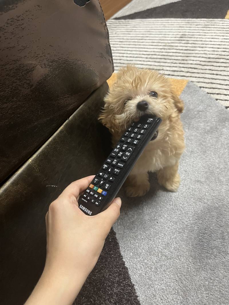 [잡담] +) 우리집 가나디 진짜!! 인형 같지… | 인스티즈
