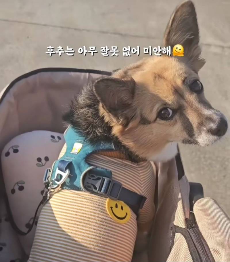 현재 난리 난 "얘 믹스예요? 얘가 먹던거예요?" | 인스티즈