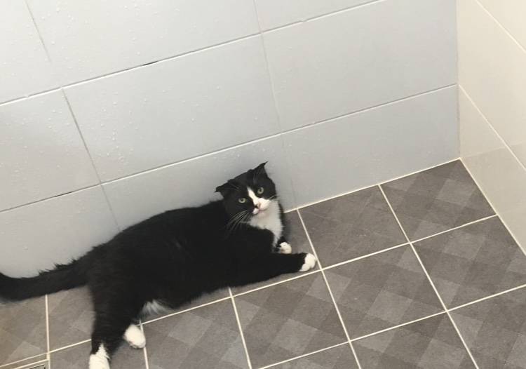 [잡담] 울 냥이 얼른 건강해지길 바라는 맘으로 사진자랑 | 인스티즈