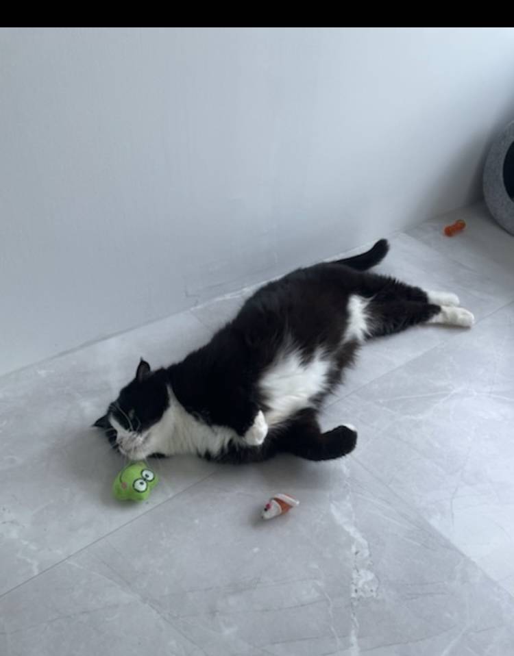 [잡담] 울 냥이 얼른 건강해지길 바라는 맘으로 사진자랑 | 인스티즈