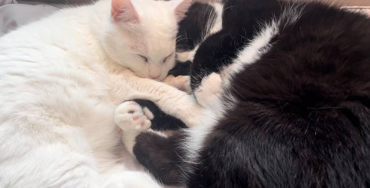 [잡담] 울 냥이 얼른 건강해지길 바라는 맘으로 사진자랑 | 인스티즈