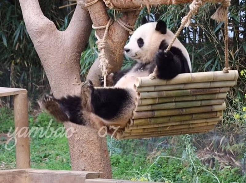 [잡담] 춘향바오 귀야우ㅋㅋㅋㅋ | 인스티즈