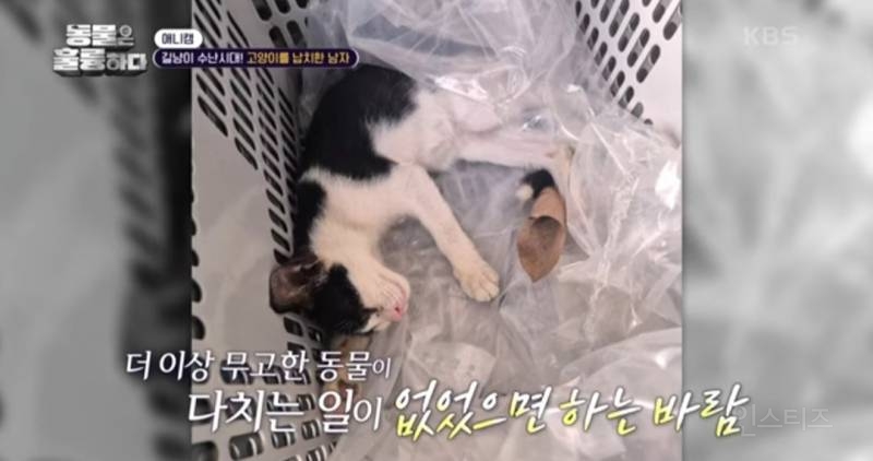 [분노주의] 이번 주 '동물은 훌륭하다'에서 다룬 고양이 학대범 | 인스티즈