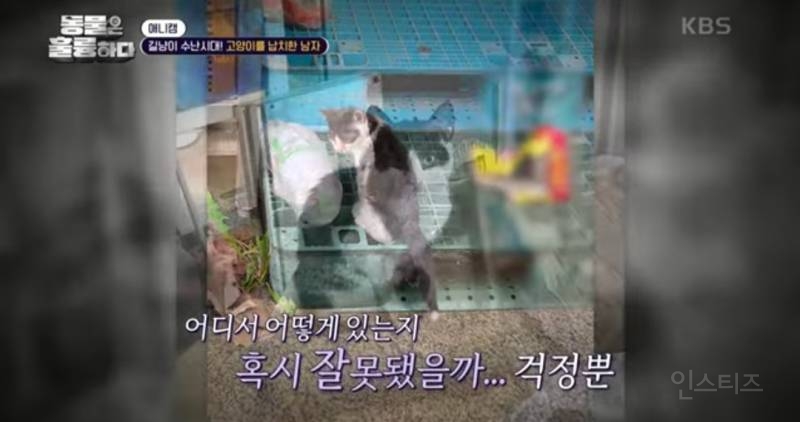 [분노주의] 이번 주 '동물은 훌륭하다'에서 다룬 고양이 학대범 | 인스티즈